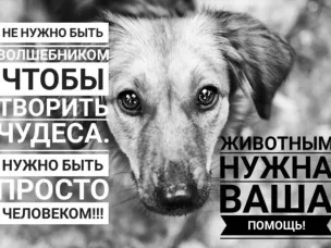 Большая школьная акция помощи бездомным животным.