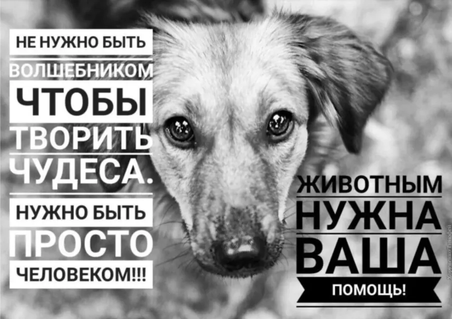 Большая школьная акция помощи бездомным животным.